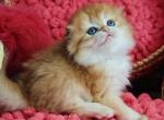 Yasik Scottish Fold male chocolate golden chinchi - Scottish Fold Kitten For Sale - Miami, FL, US