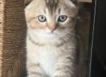 Mouse - Scottish Fold Kitten For Sale - Brooklyn, NY, US