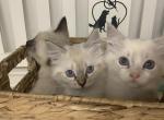 Audrey - Ragdoll Kitten For Sale - Church Hill, TN, US