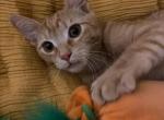 Koda - American Shorthair Kitten For Adoption - Atlanta, GA, US