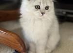 British Longhair Chinchilla - British Shorthair Kitten For Sale - Las Vegas, NV, US