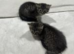 Not named - Domestic Kitten For Sale - Panama City Beach, FL, US