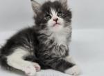 Tonka - Maine Coon Kitten For Sale - Elk Grove, CA, US