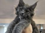 Sophie - Maine Coon Kitten For Sale - Elk Grove, CA, US