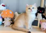 Angel NY12 - British Shorthair Kitten For Sale - 