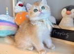 Golden sunshine - British Shorthair Kitten For Sale - Fontana, CA, US