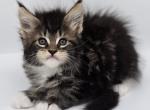 Lover Boy - Maine Coon Kitten For Sale - Elk Grove, CA, US