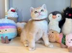 Bunny - British Shorthair Kitten For Sale - 