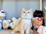 Mochi NY12 - British Shorthair Kitten For Sale - Fontana, CA, US