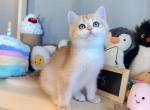 Bailey NY12 - British Shorthair Kitten For Sale - Fontana, CA, US