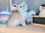 kasa - British Shorthair Kitten For Sale - Fontana, CA, US