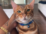 Papi - Bengal Cat For Sale - Leesburg, GA, US