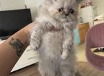 Autumn - Persian Kitten For Sale - Worcester, MA, US