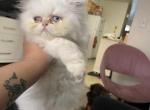 Winter - Persian Kitten For Sale - 