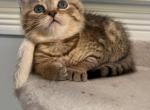 Tiger - British Shorthair Kitten For Sale - 