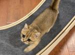 Nun - Scottish Straight Kitten For Sale - Santa Ana, CA, US