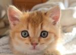 Shiny - Scottish Straight Kitten For Sale - New York, NY, US