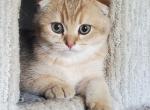 Scottish fold boy - Scottish Fold Kitten For Sale - Gulf Breeze, FL, US