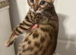 Bengals - Bengal Kitten For Sale - Haverstraw, NY, US