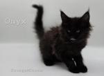 Onyx - Maine Coon Kitten For Sale - Elk Grove, CA, US