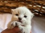 Loki - Siberian Kitten For Sale - North Port, FL, US