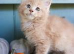 Milo - Maine Coon Kitten For Sale - New Park, PA, US