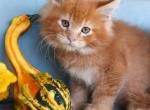 Sammy - Maine Coon Kitten For Sale - New Park, PA, US