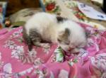 Black Patched Genetic Perfection Show Quality - Exotic Kitten For Sale - 