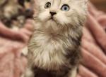 Theon - Maine Coon Kitten For Sale - Rockford, IL, US