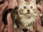 Tyrion - Maine Coon Kitten For Sale - Rockford, IL, US