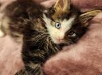 Bran - Maine Coon Kitten For Sale - Rockford, IL, US