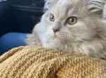 SimbA - Persian Kitten For Sale - Worcester, MA, US