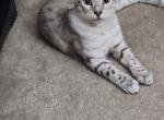 Basil - Bengal Kitten For Sale - Myrtle Beach, SC, US