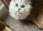 Birdie - Scottish Straight Kitten For Sale - Miami, FL, US