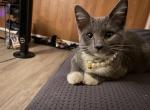 Louise - Domestic Kitten For Adoption - Bartlett, NY, US