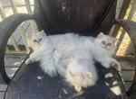 Boys and girls silver Persian kittens and adults - Persian Kitten For Sale - Williamsburg, VA, US