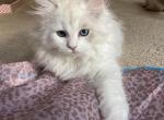 Winks - Siberian Kitten For Sale - Nashville, TN, US