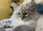 Boy - Siberian Kitten For Sale - 