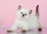 Helen - British Shorthair Kitten For Sale - Houston, TX, US