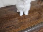 Angel - Ragdoll Kitten For Sale - Dallas, TX, US