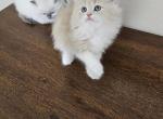 Bagel - Ragdoll Kitten For Sale - 