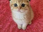 Leo - Scottish Fold Kitten For Sale - 