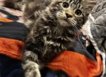 Queen Joy Quincy - Maine Coon Kitten For Sale - Glenview, IL, US