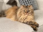 Escobella - Persian Cat For Sale - McKinney, TX, US