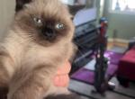 Seal Point Male Kitten - Himalayan Kitten For Sale - 