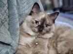 Right Eye - Ragdoll Kitten For Sale - 