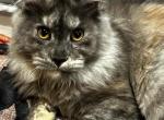 Queen Joy Pinky - Maine Coon Kitten For Sale - Glenview, IL, US