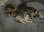 Scottish fold - Scottish Fold Kitten For Sale - Andalusia, PA, US