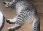 Zinnia - Scottish Fold Kitten For Sale - Franklin, TN, US