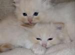 Cream Ragdolls - Ragdoll Kitten For Sale - 